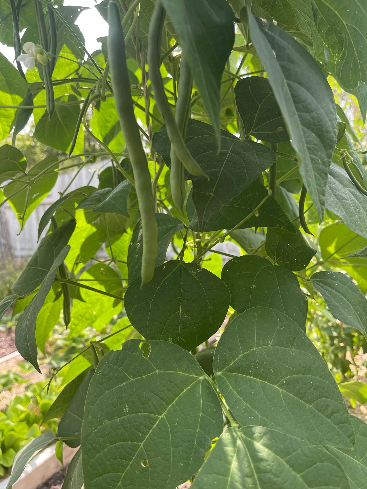 Last year's garden