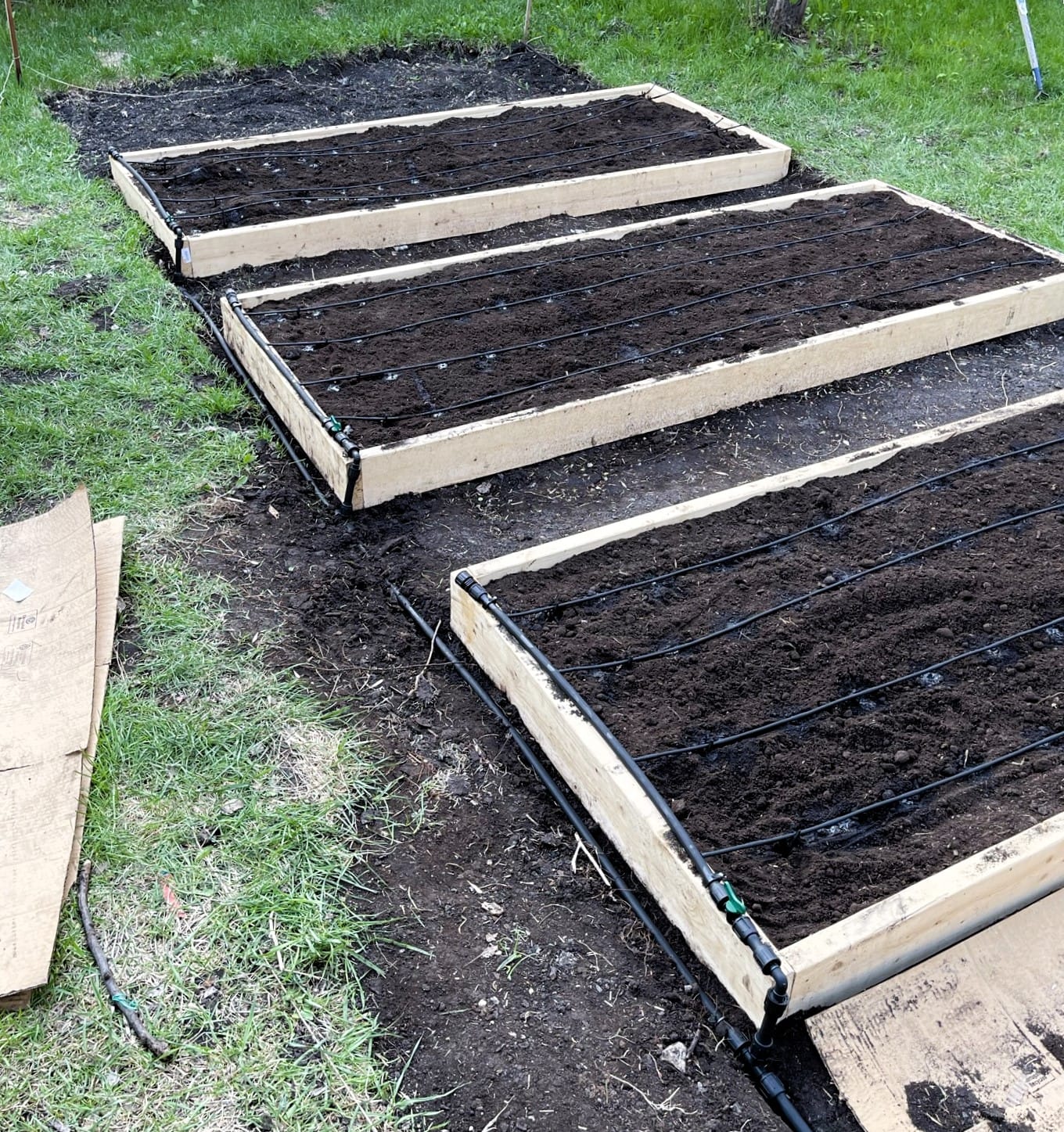 Last year's garden