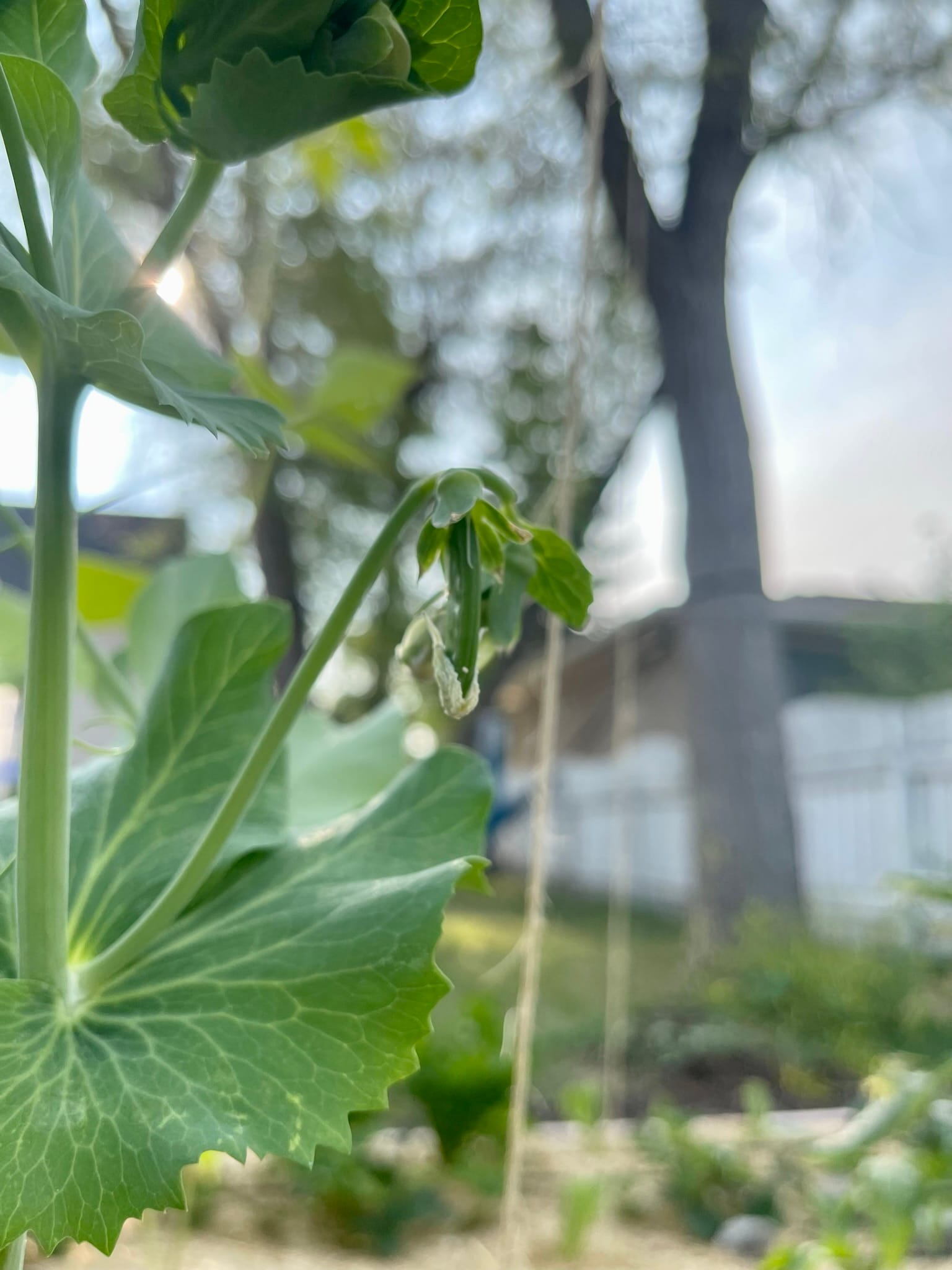 Last year's garden