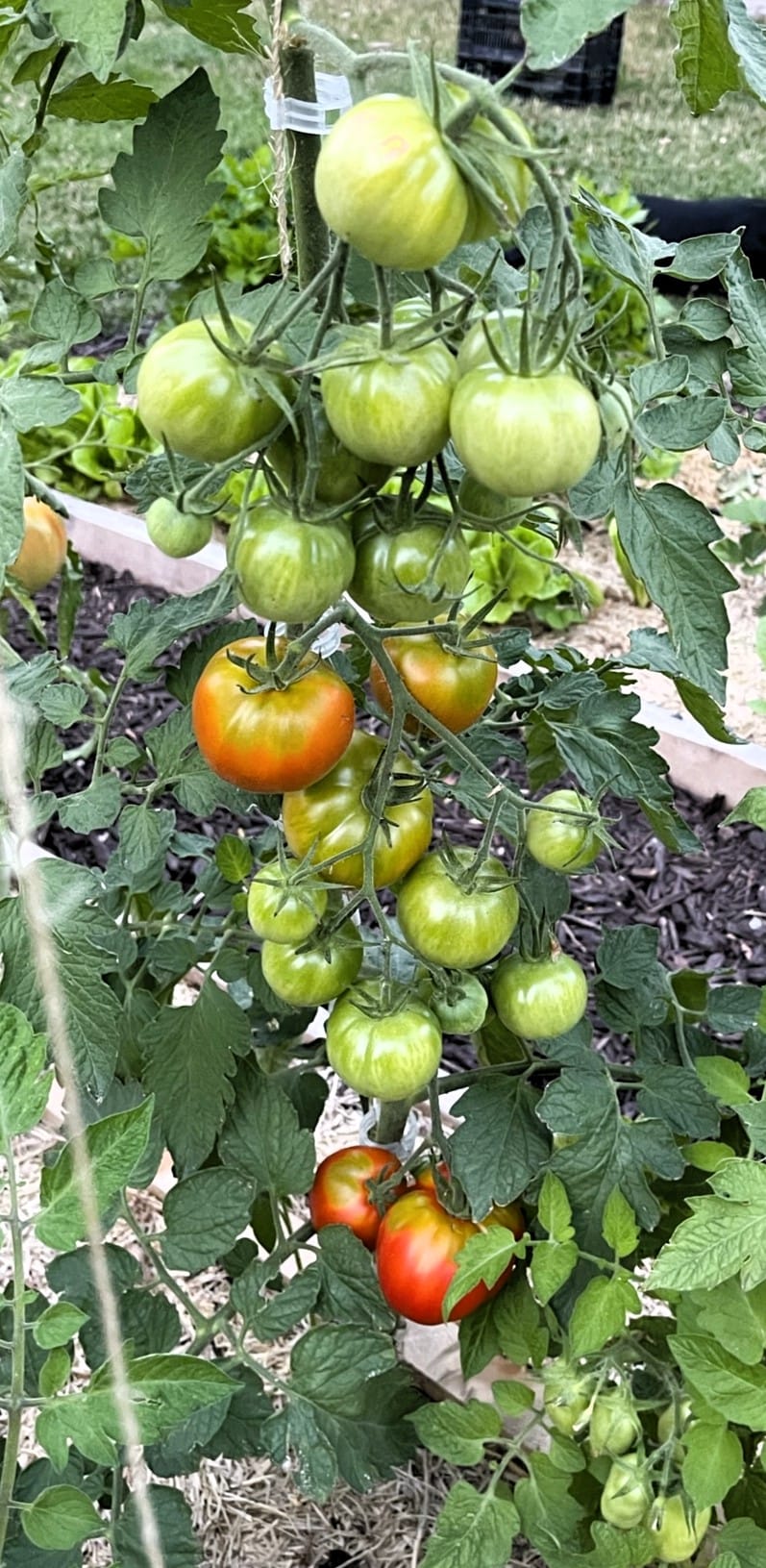 Last year's garden