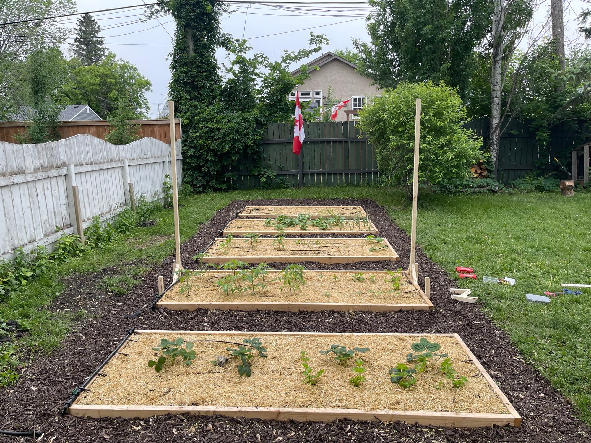 Last year's garden
