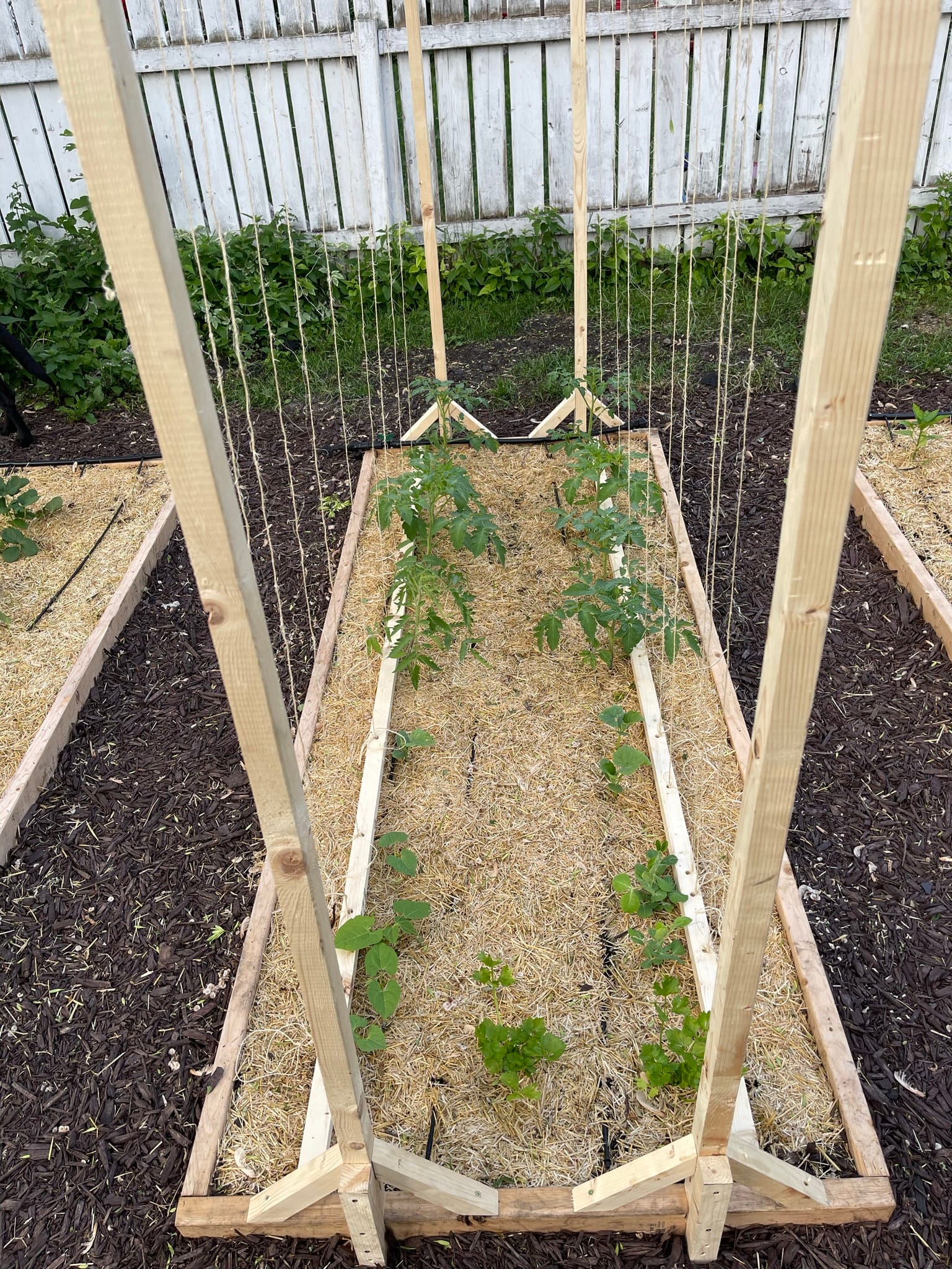Last year's garden