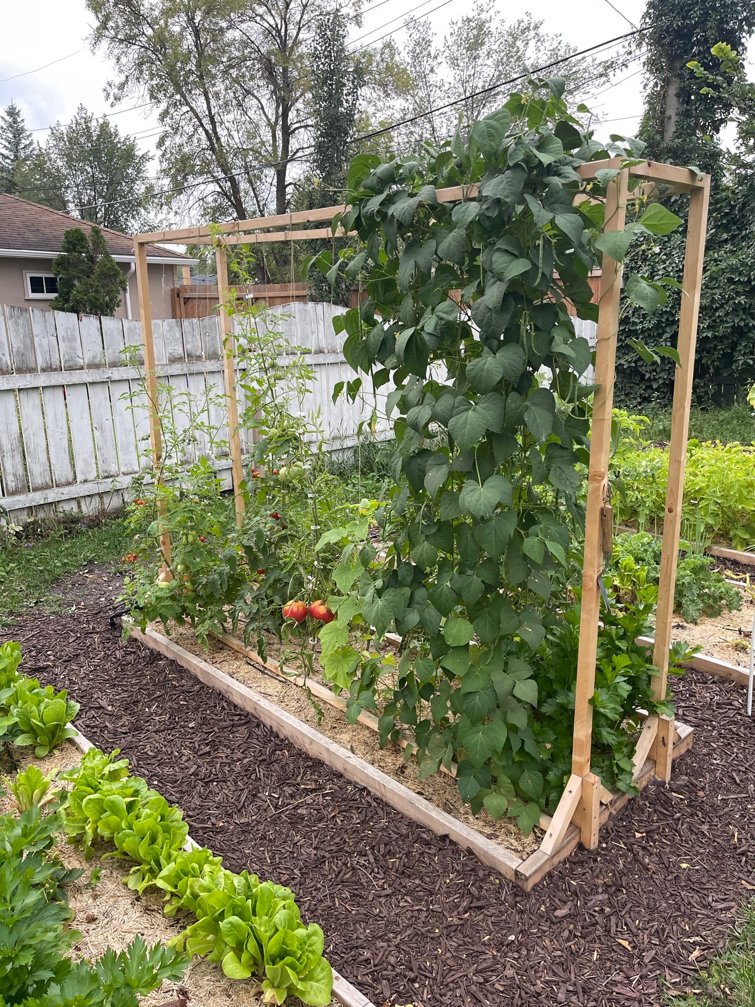 Last year's garden
