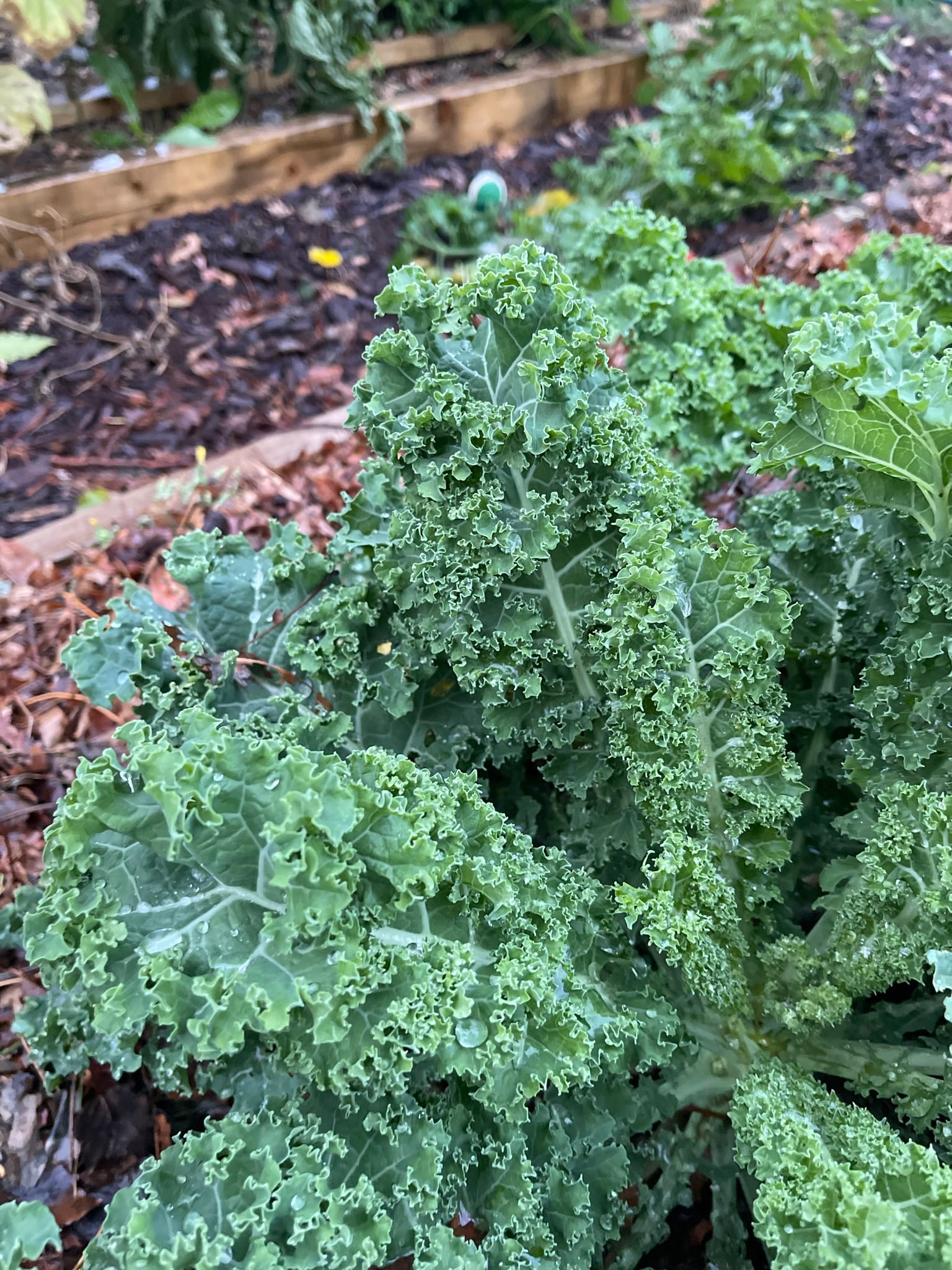 Last year's garden
