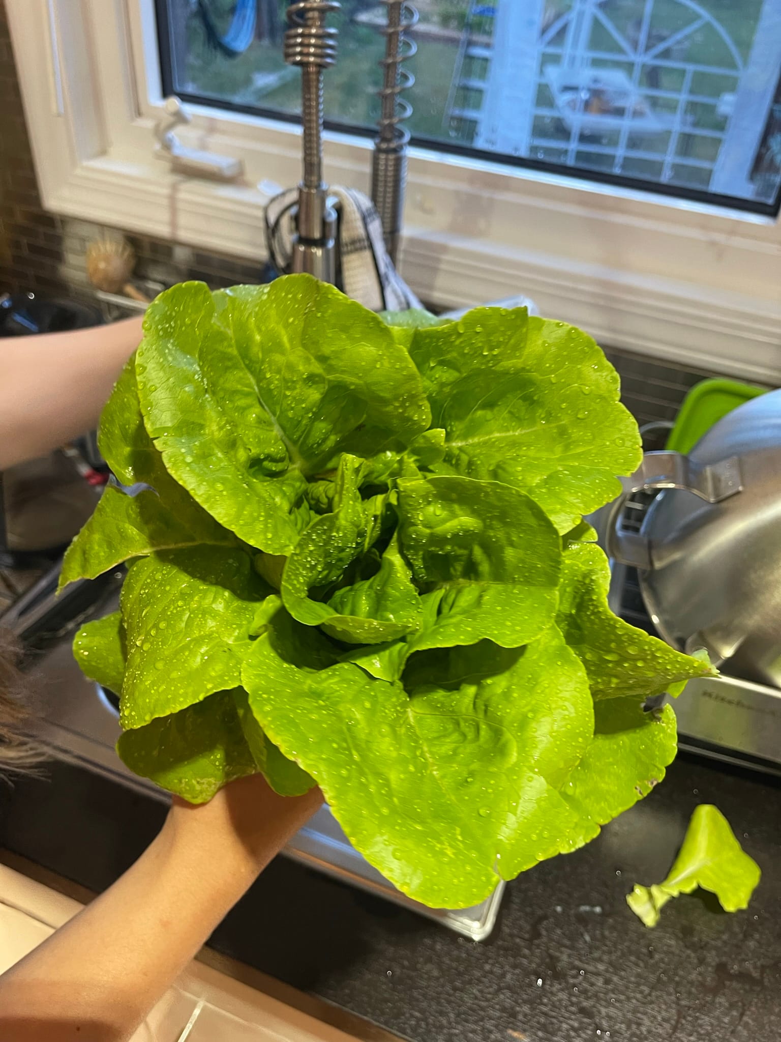 Last year's garden