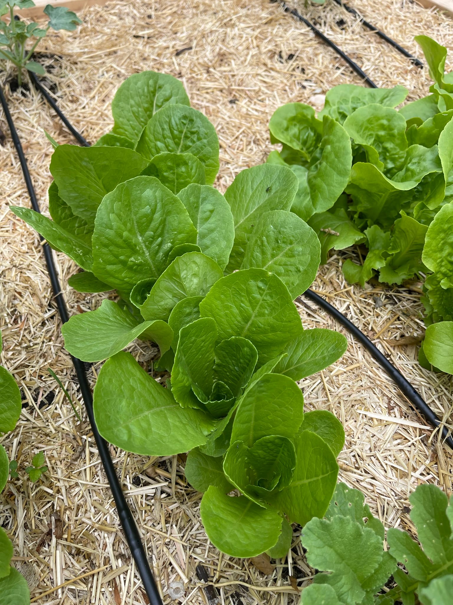 Last year's garden