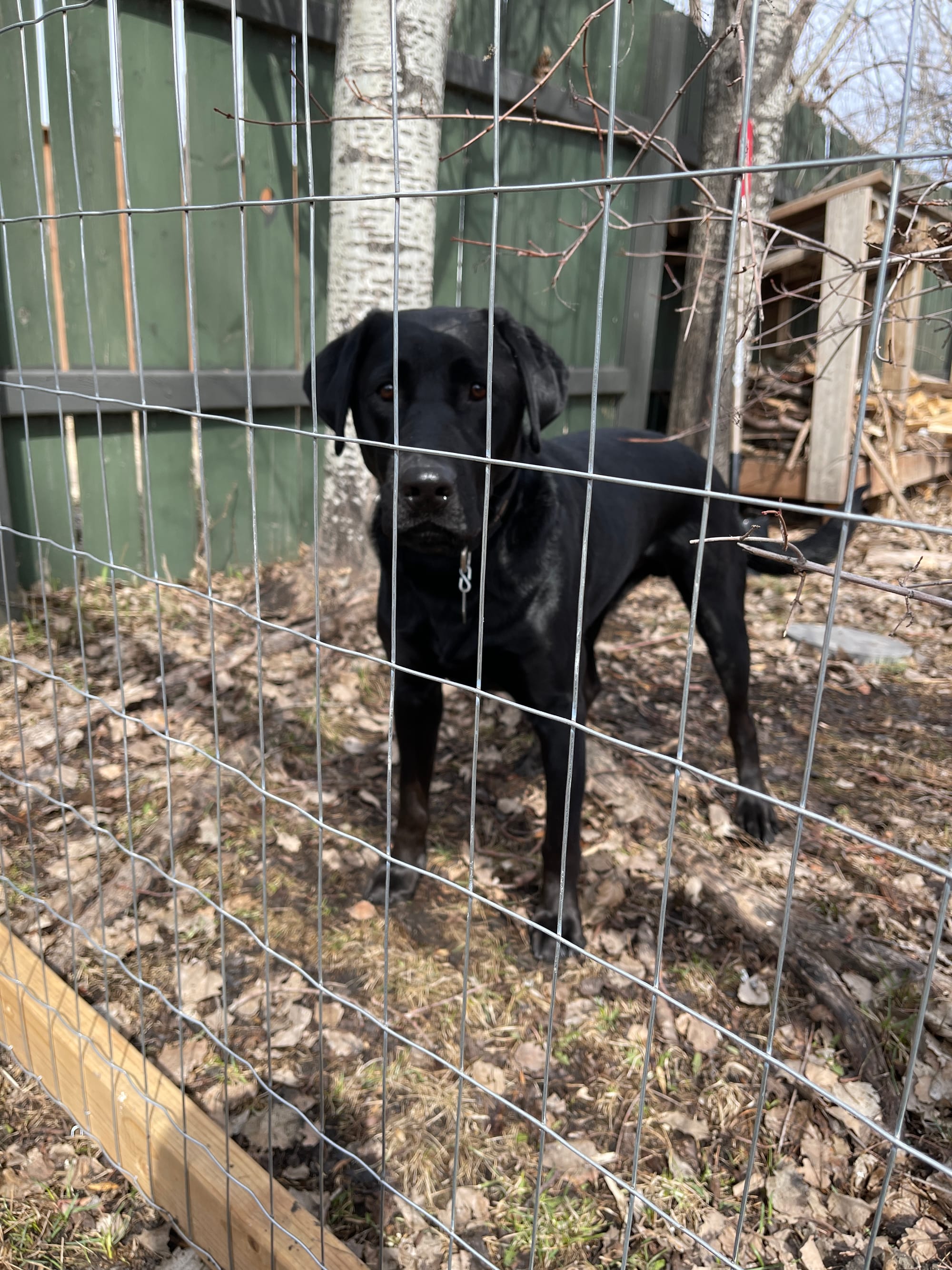 Garden Fence: Part 2
