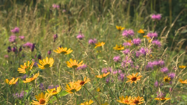 Wildflowers of the Canadian shield and meadows